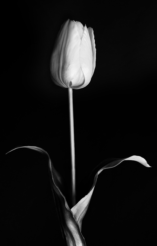 Tulpe