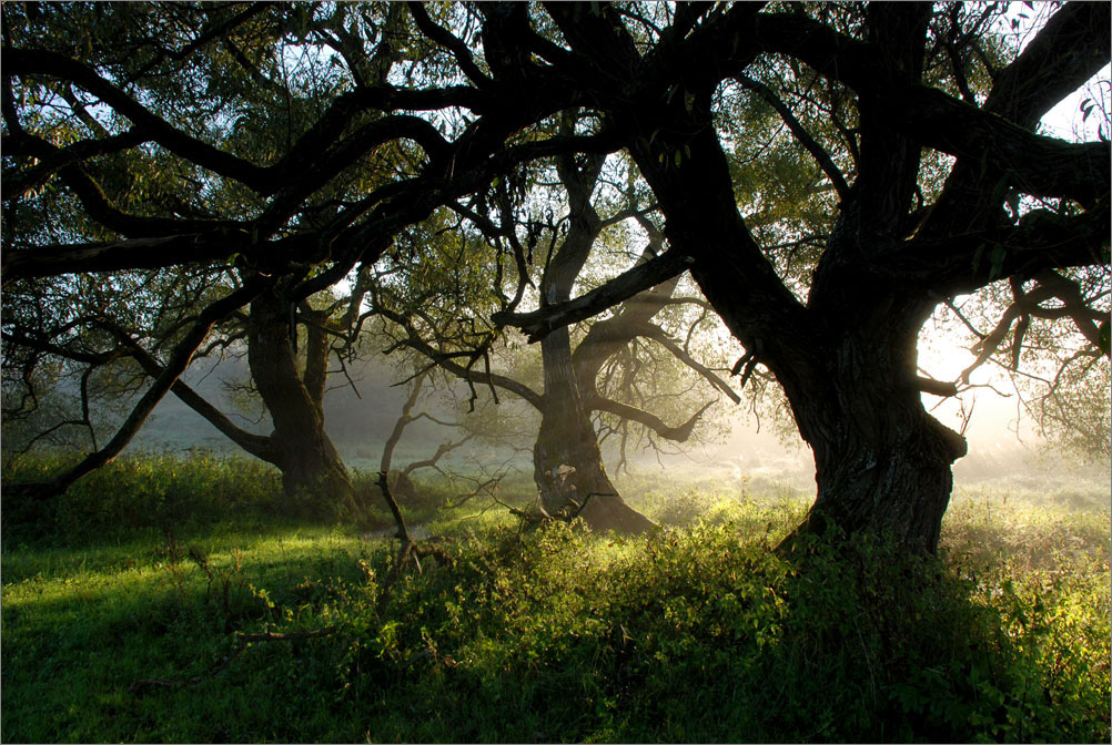 Tanz im Licht des Morgens