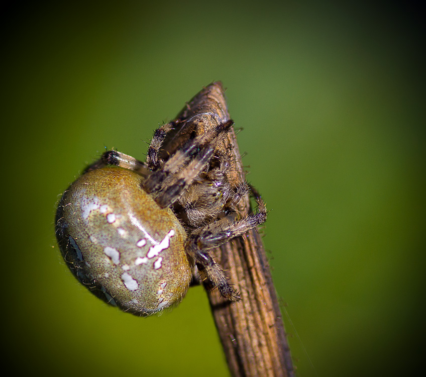 Offizielle Volume Cutter und Zweig