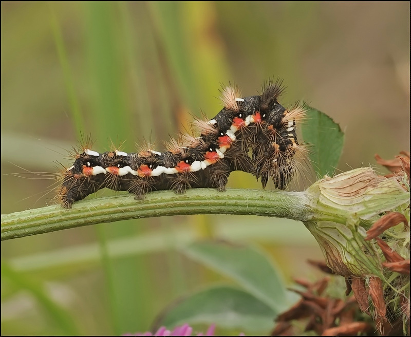 Die meisten der Komma ...
