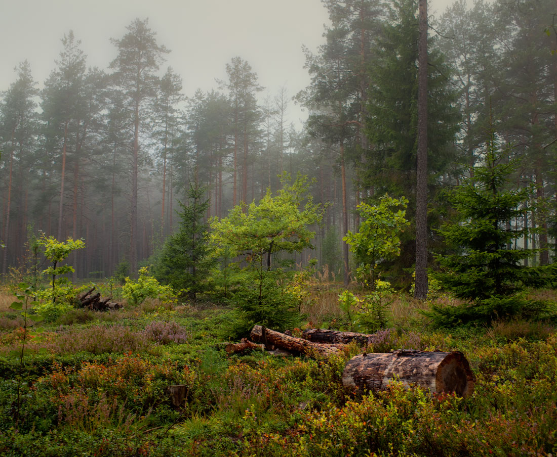 Schneiden Sie nicht, Jungs ...