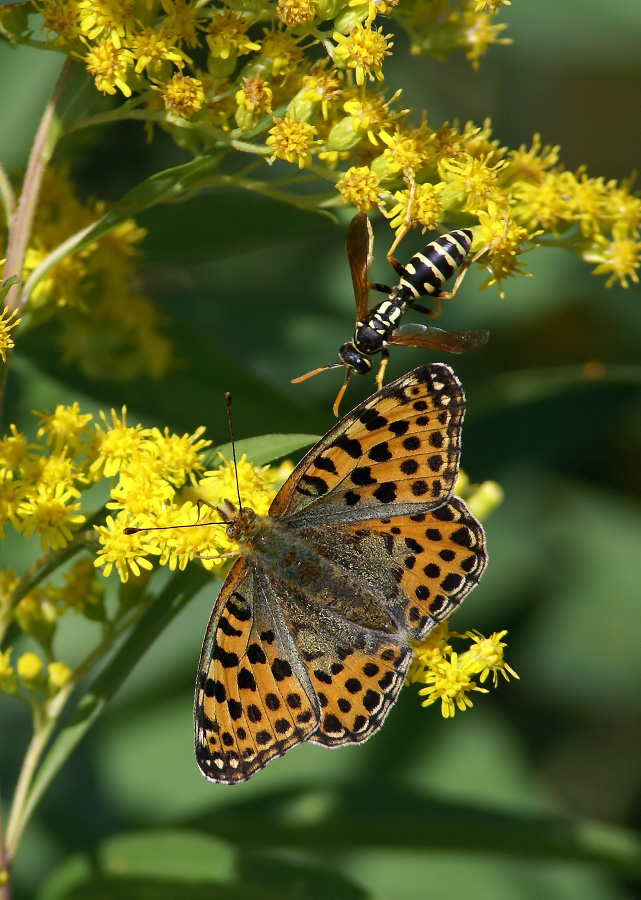 Hey Freundin, keine Behandlung der Nektar?