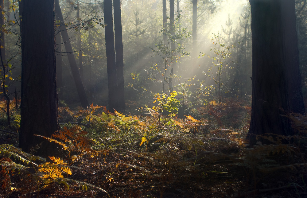 In den Morgen-Strahlen