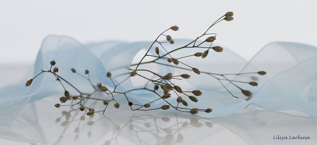 in die Zärtlichkeit der Ton