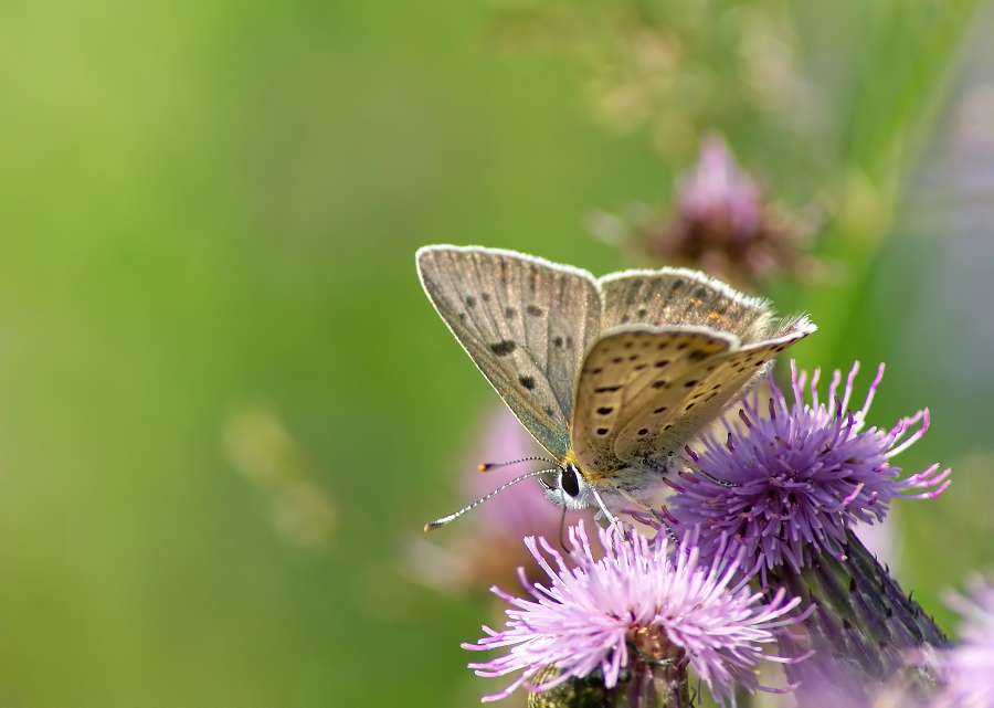 Tscherwonez chenopyatnisty