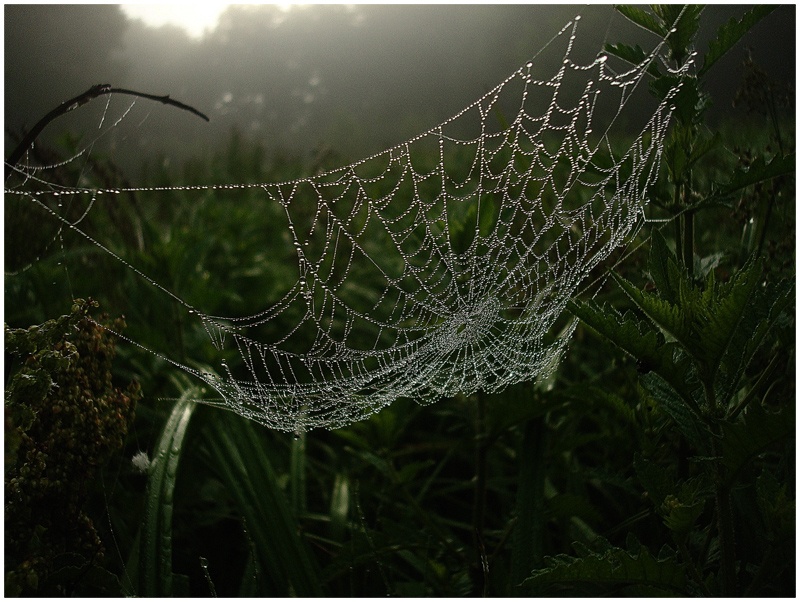 spider's web