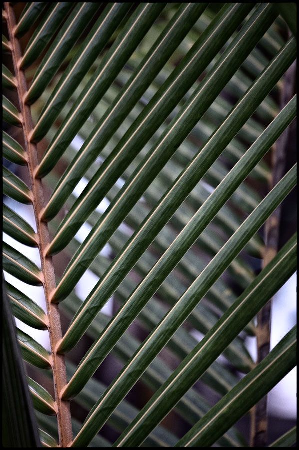 Palm leaf