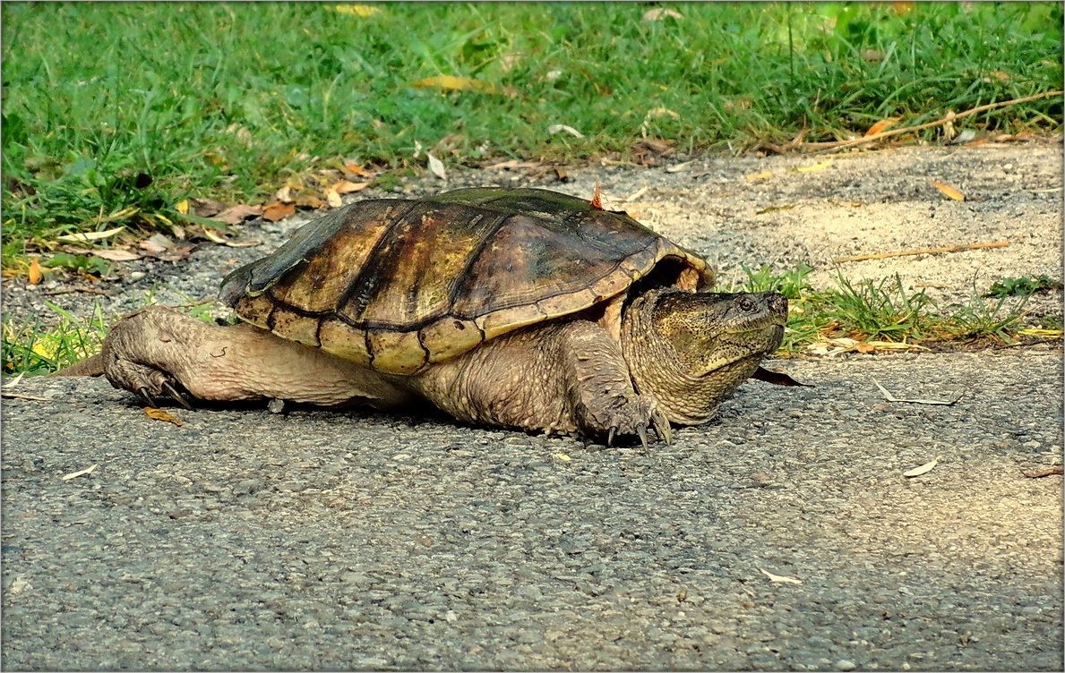 Länge der Straße ..