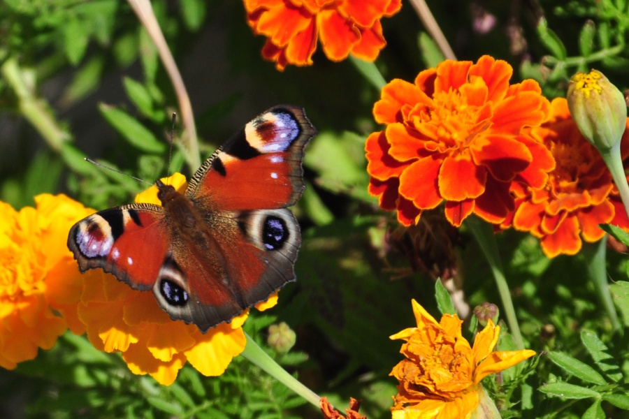 Eine weitere Schönheit