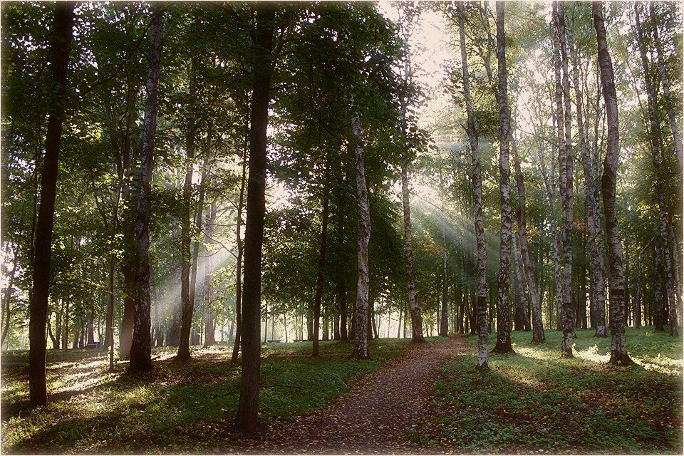 Im Morgenlicht Streams ...