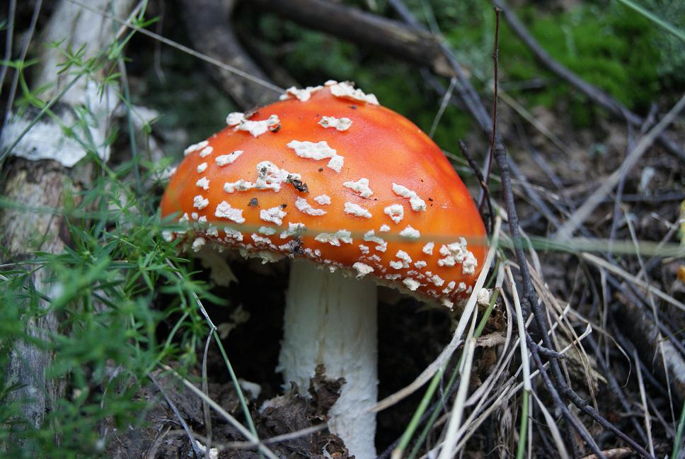 Fliegen-Blätterpilz