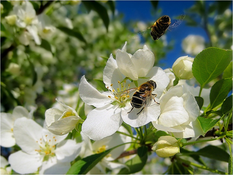 Zahozhzhzhu Landung!