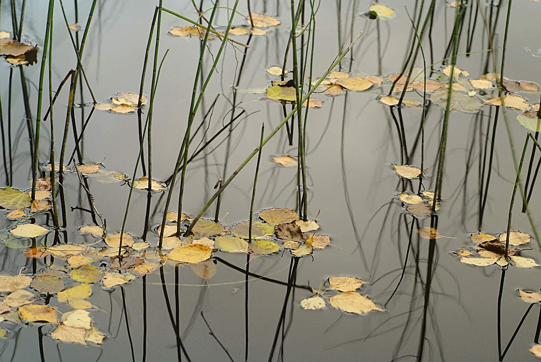 So hatte die Zusammensetzung