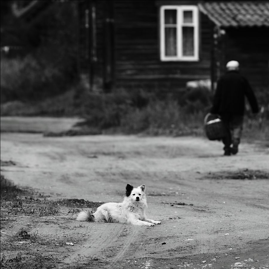 Weißer Bim, schwarzes Ohr