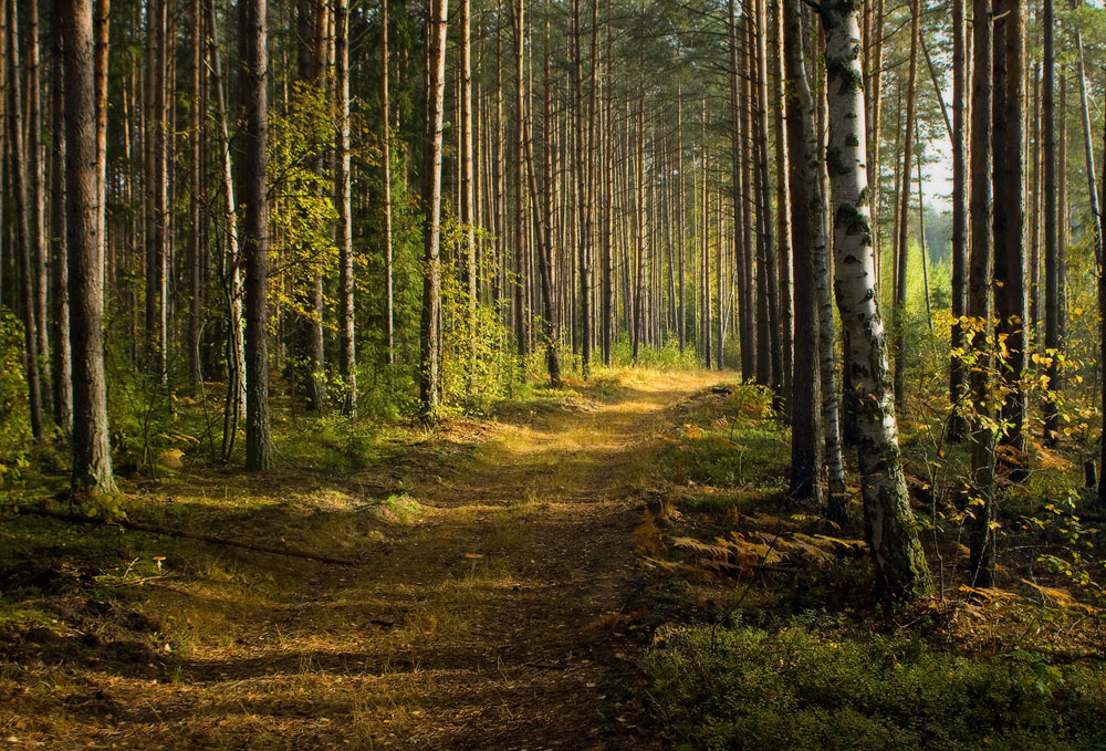 In den Morgen im Wald (2)