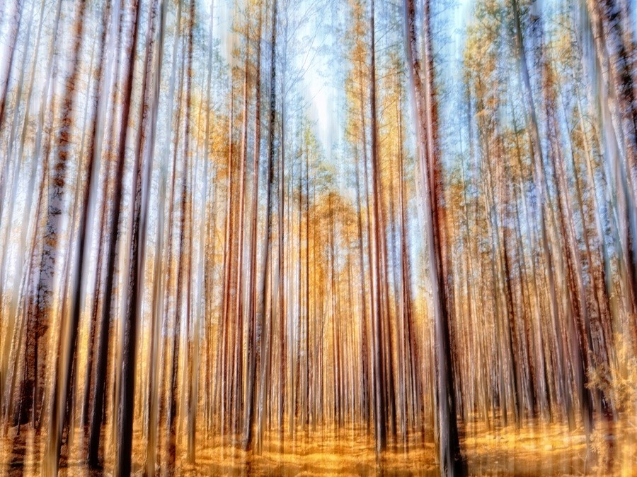 shezzofrenichesky Wald