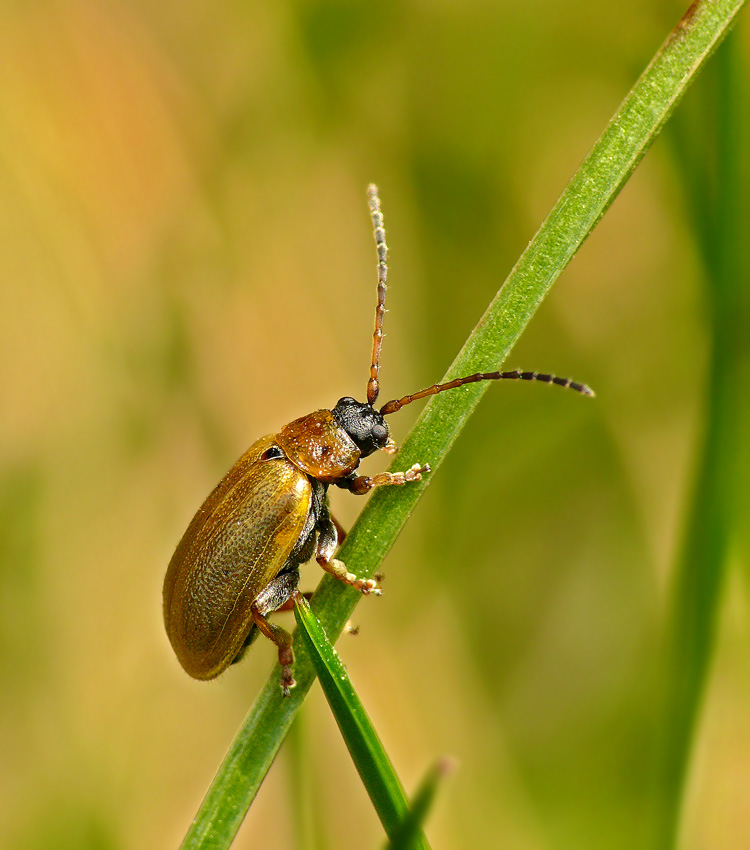 Beetle Lochmaea caprea Willow Garnelen