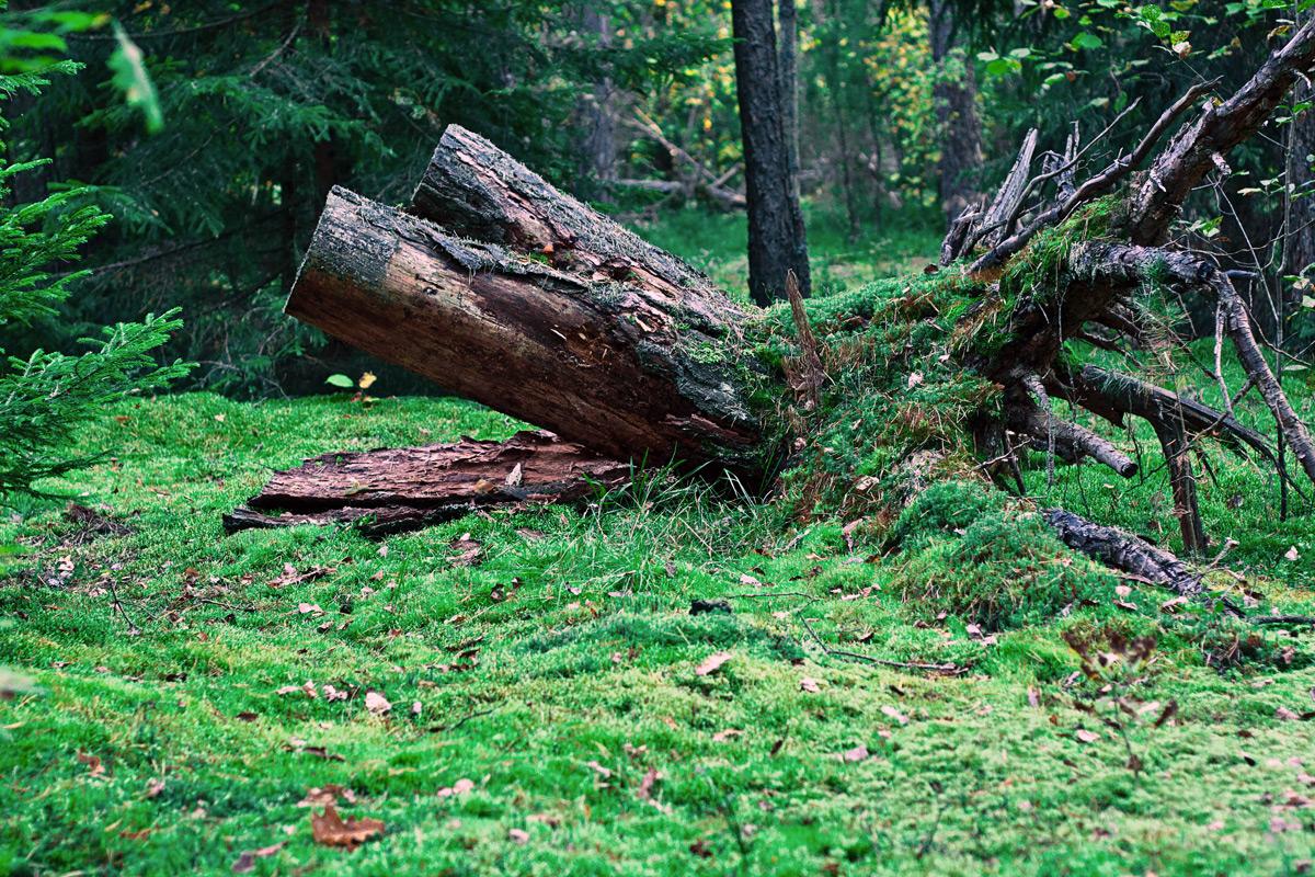 Morgen in einem Kiefernwald
