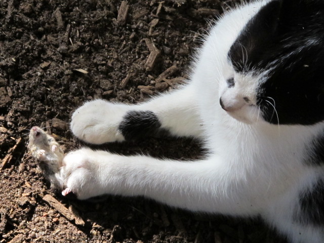 ist oder nicht, ist hier die Frage!