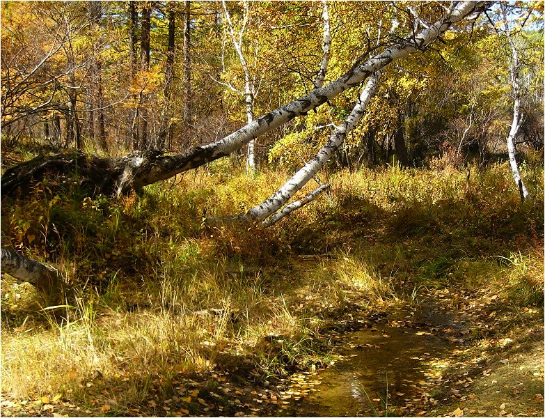 Es ist Zeit, Gold ...