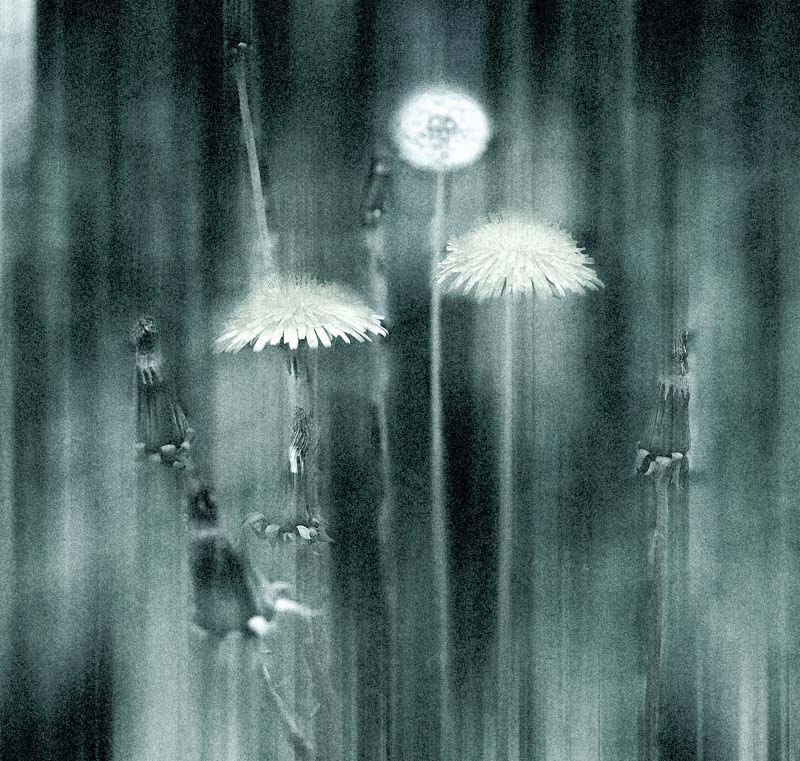 About dandelions...