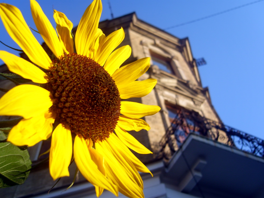 Sonnenblumen in der Stadt