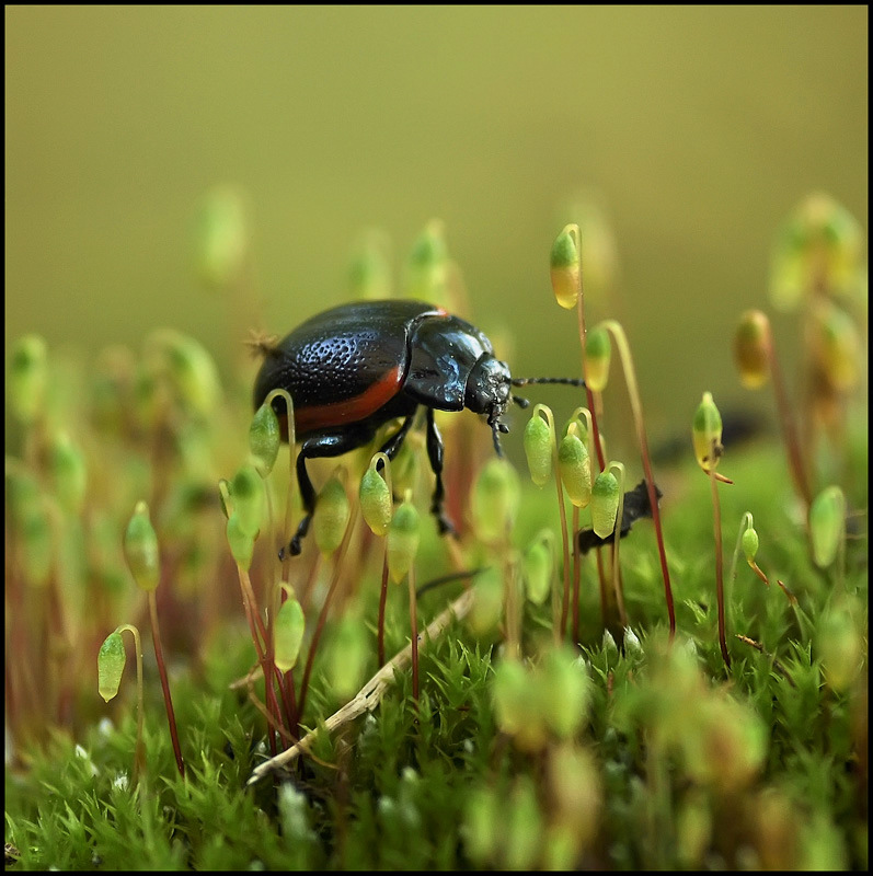 Unpassierbar fallen ...