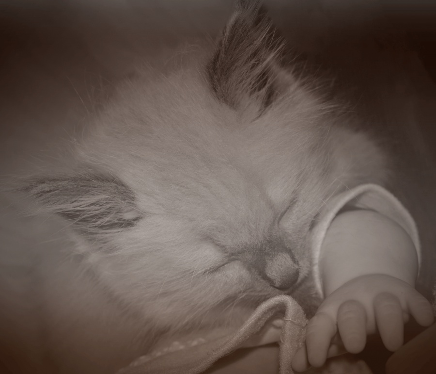 Sleep. Kitten mit einer Hand.