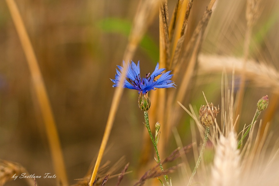 In den Tiefen der Maisfelder