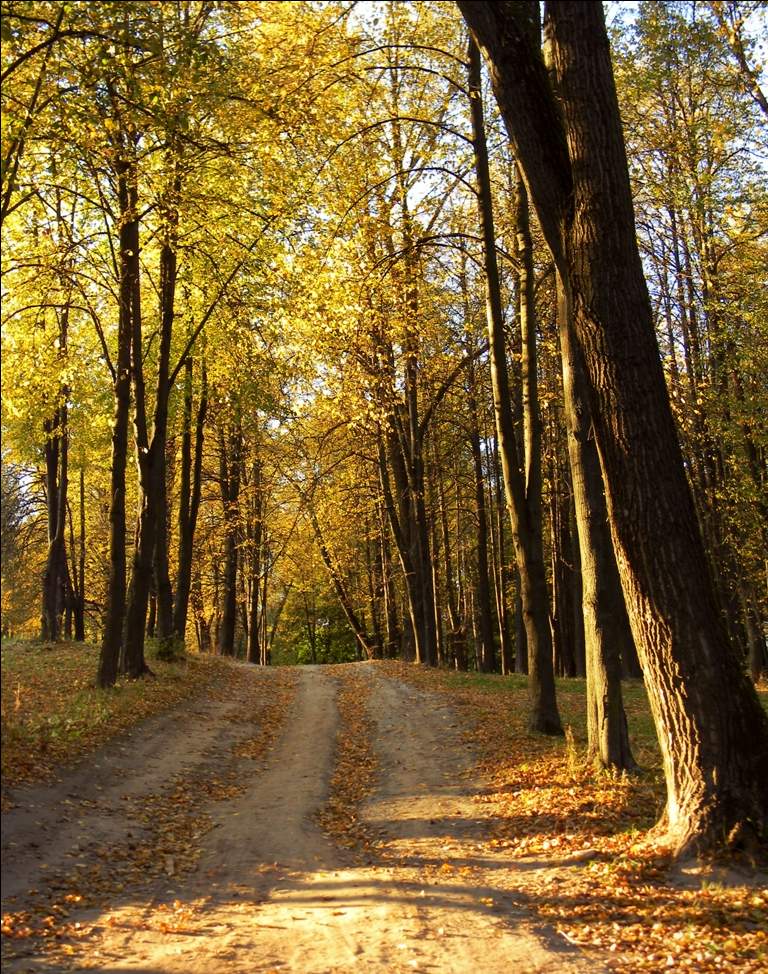 Und die Scheibenwischer wischen den Herbst