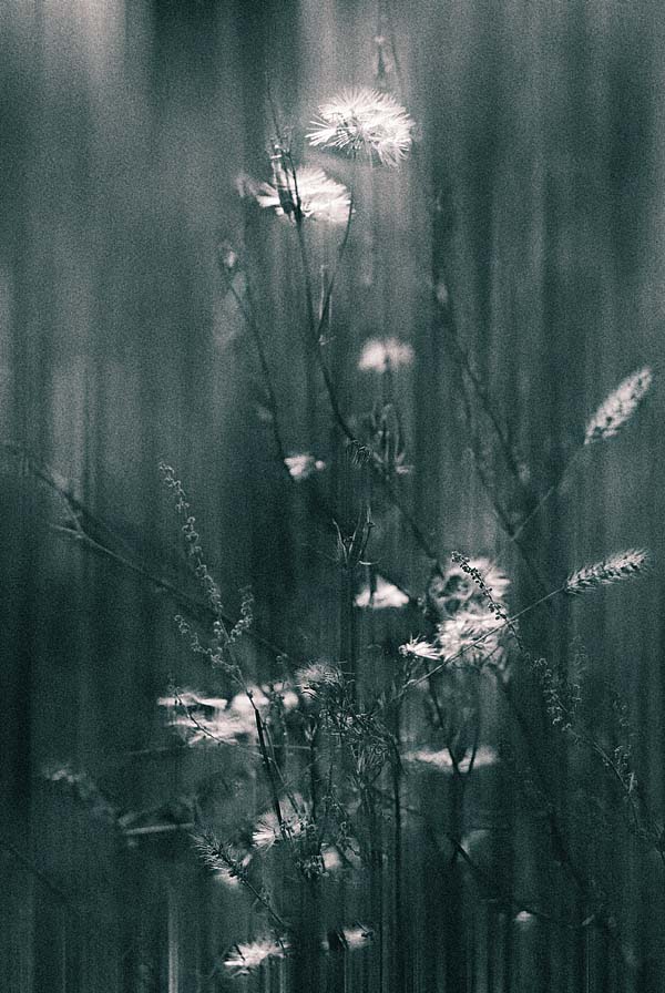 Graphic arts are in a bouquet.