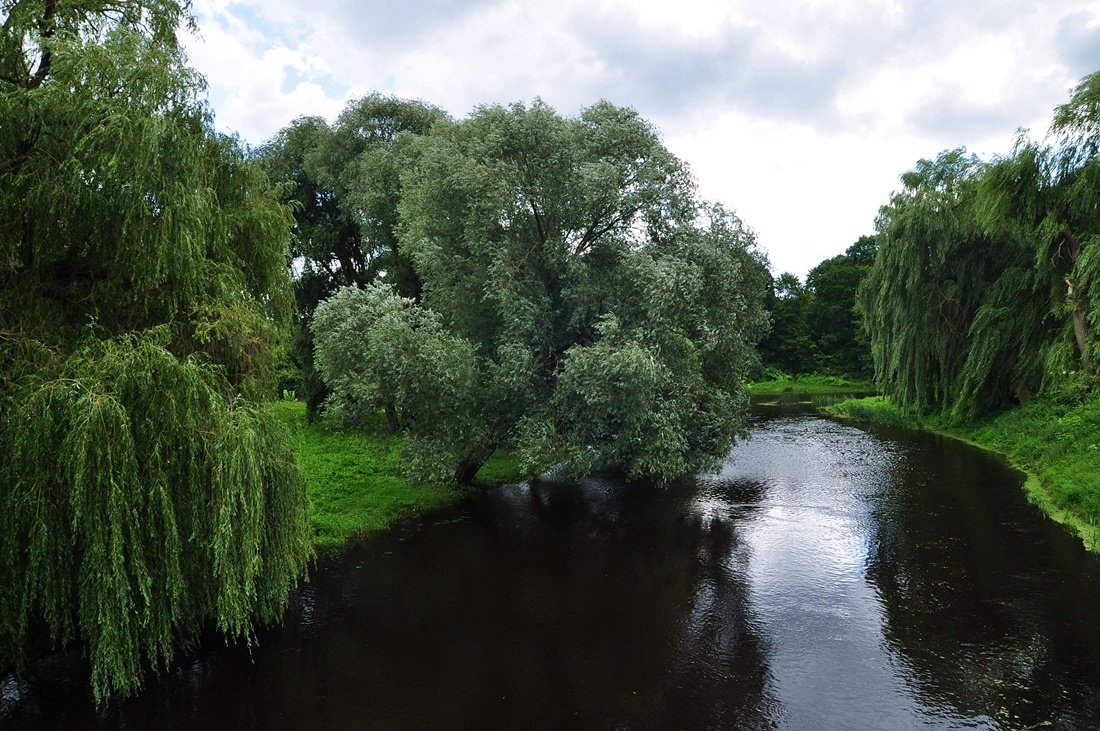 Trauerweide am Fluss