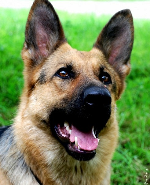 Freunde bis zum letzten