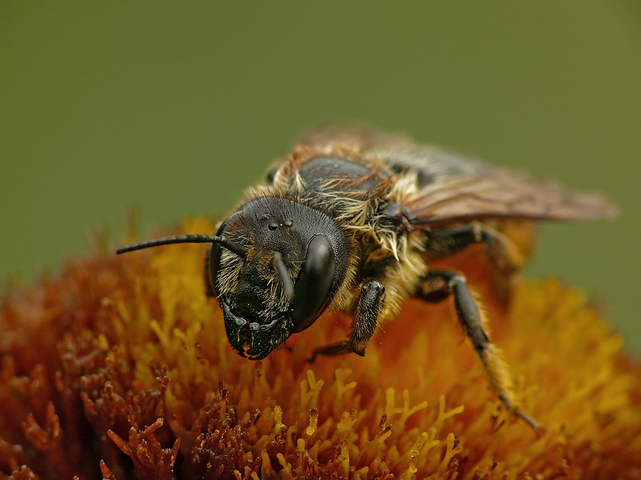 Honigbiene Apis mellifera