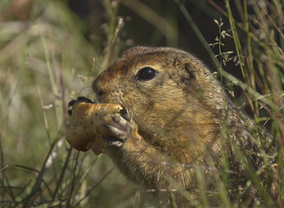 , der fiel, verlor sie