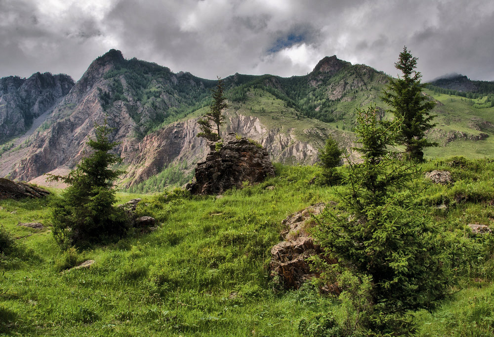 Sparse Wachstum der Bäume