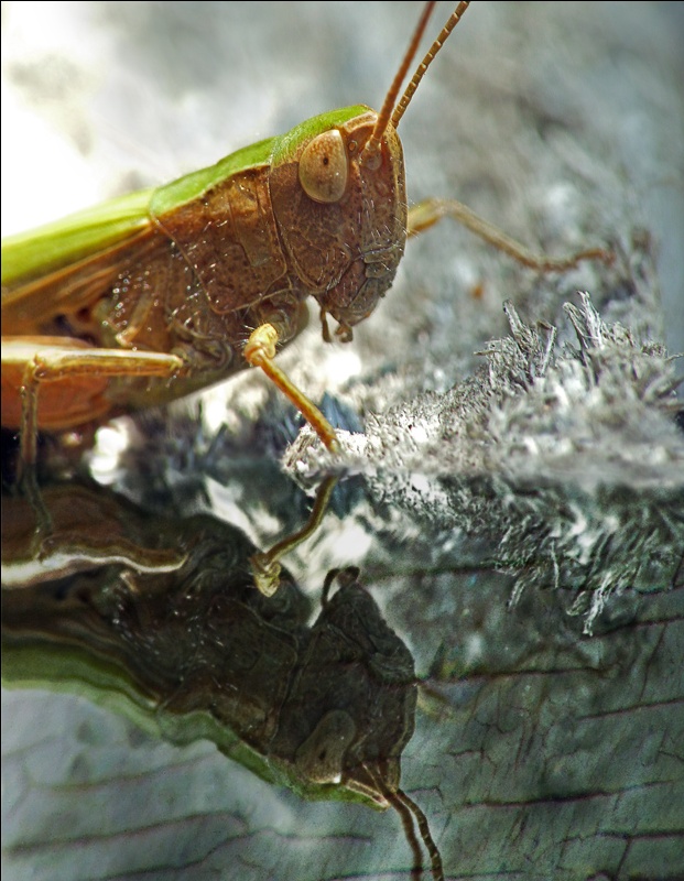 Unrasiert Nachtschwärmer
