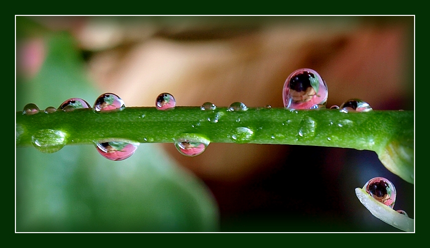 Drops und kapelyushechki