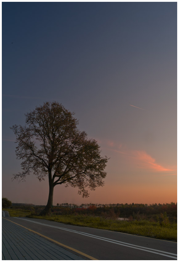 Baum bei Sonnenuntergang