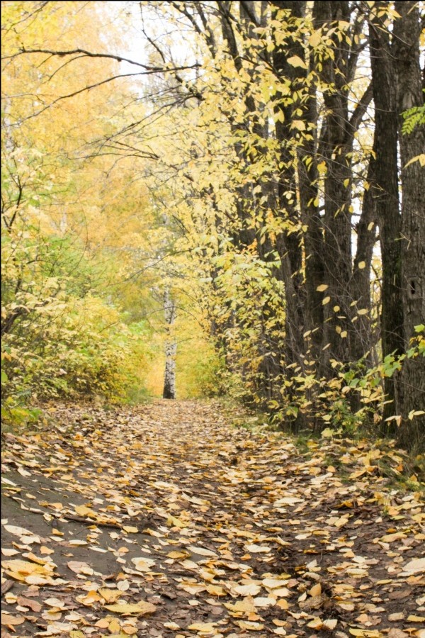 Man weiß nie, wo diese Waldwege sind ...