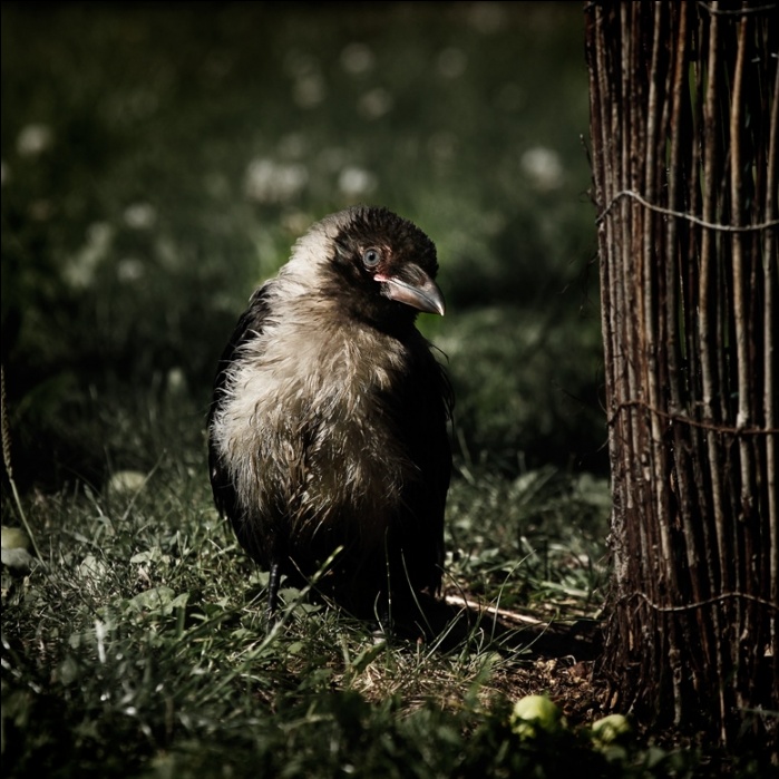 Kind Nummer 3. Abb. Stimmung