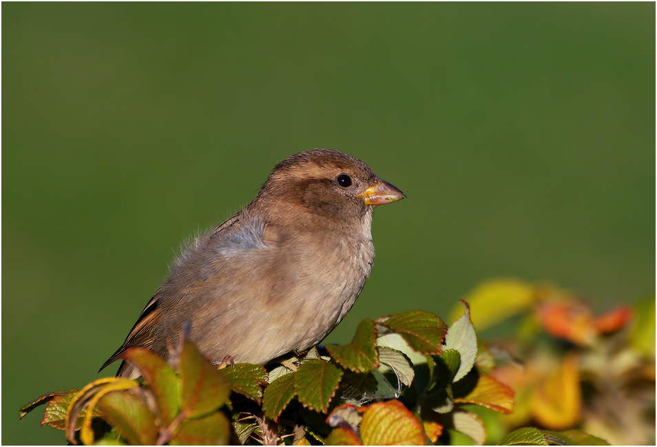 Und schon bald der Winter ...