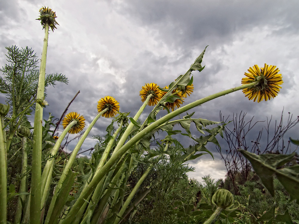 Lost in the Löwenzahn.