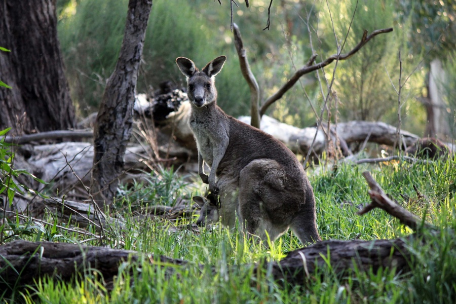 Ein lebendiges Symbol von Australien