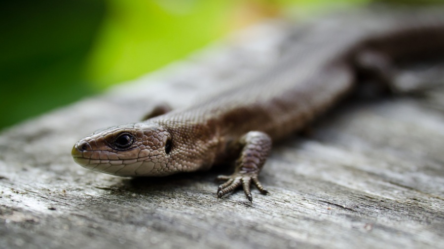 Nachfahre des Drachen!