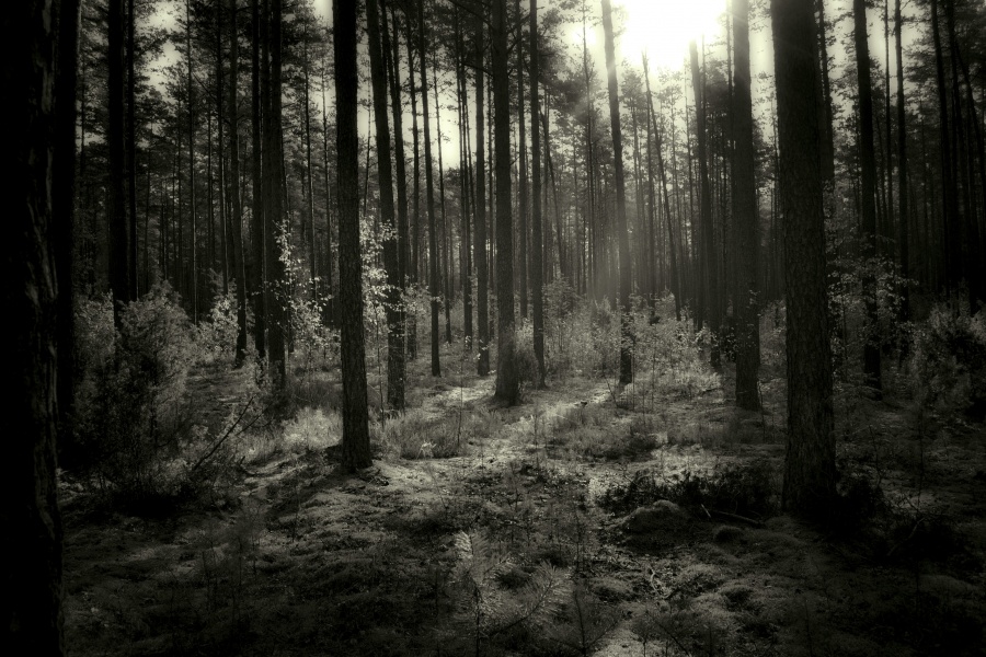 am Morgen b / w Wald
