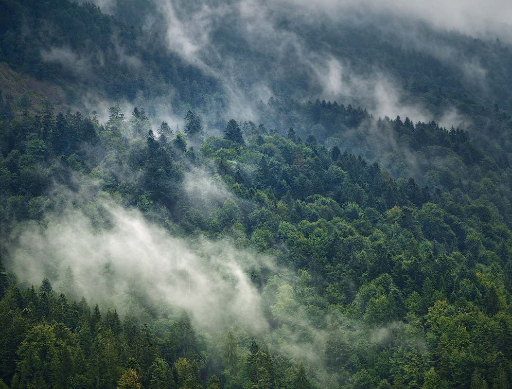 Wald - Gebirge - Clouds