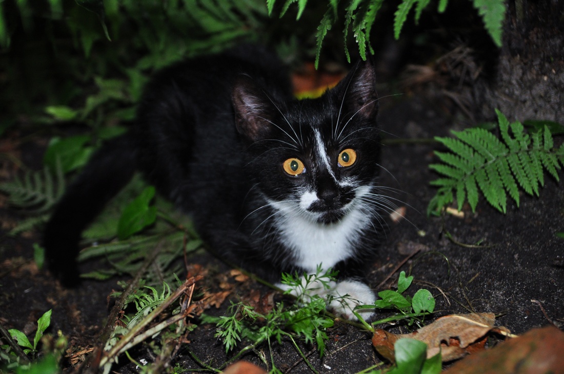 Was aussah! Lassen Sie Fleisch!