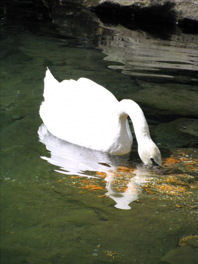 White Swan
