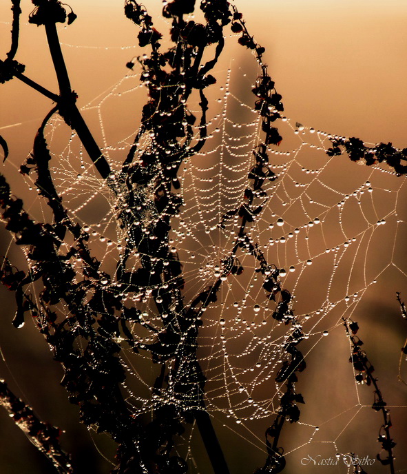 Gold in den Morgen ....